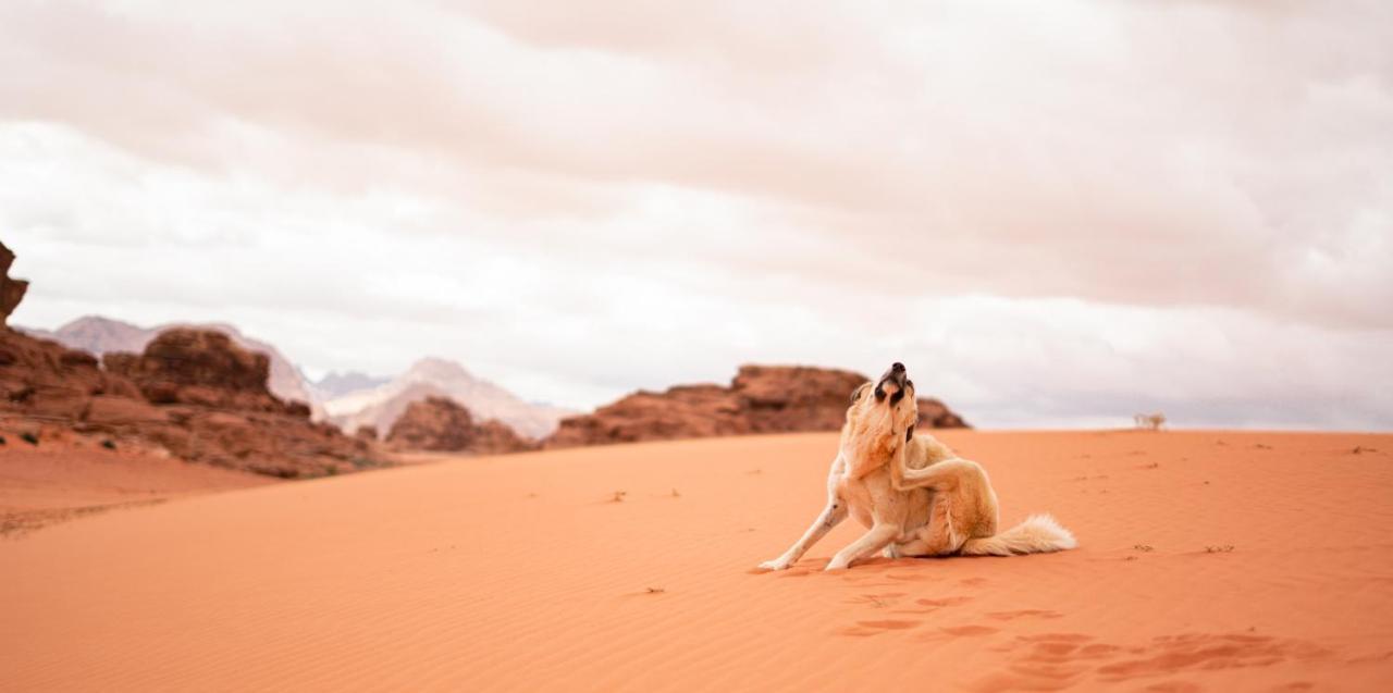 Hotel Stars Life Camp-Tour Wadi Rum Exteriér fotografie